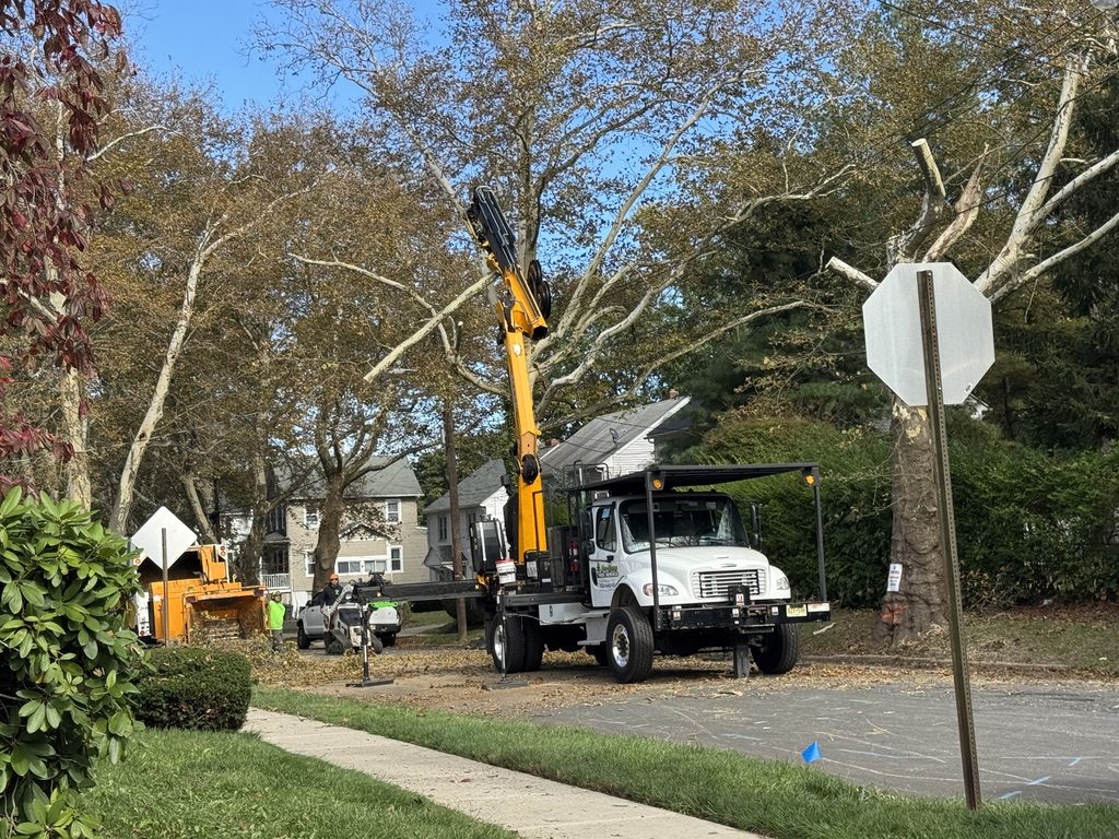 Kubota U55-4 excavator staged for stump work after large sycamore take-down in Freehold, NJ, Pro-Stump Tree Service