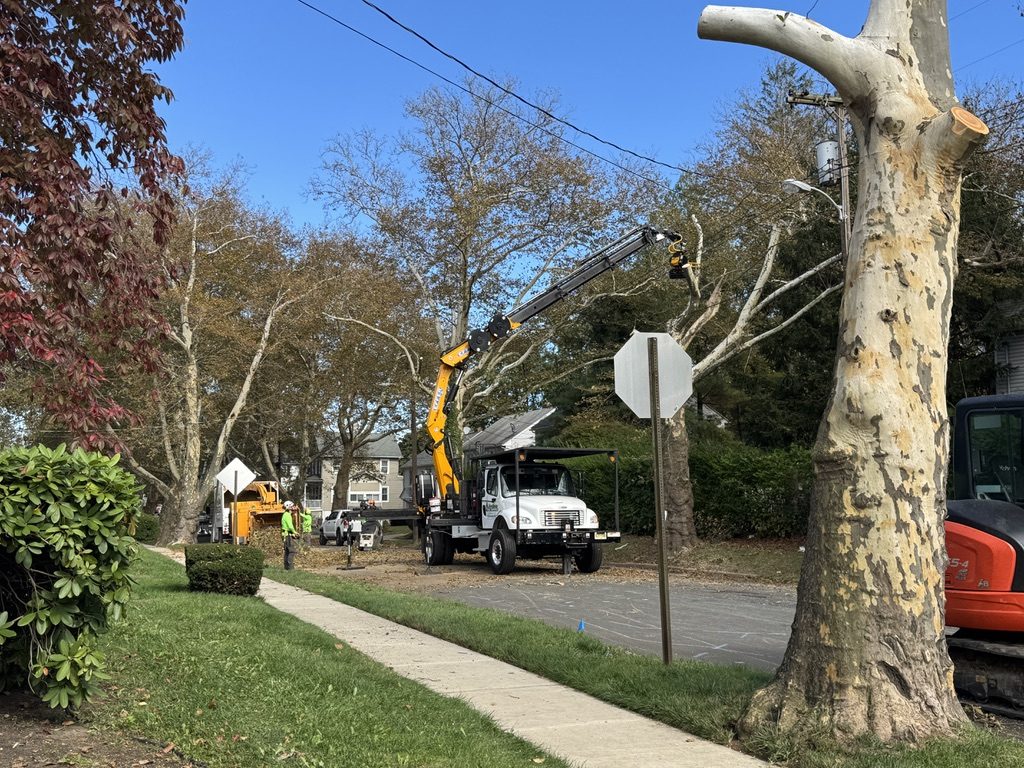 Large sycamore removal on a Freehold NJ residential lot, Pro-Stump Tree Service, NJ LTE #200988, $3M insured