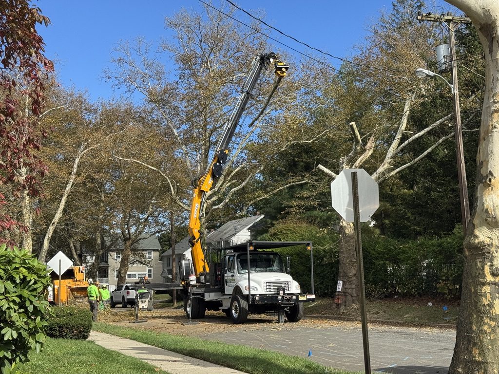 Multi-tree residential street removal project in Freehold, NJ, Pro-Stump Tree Service crane and support crew