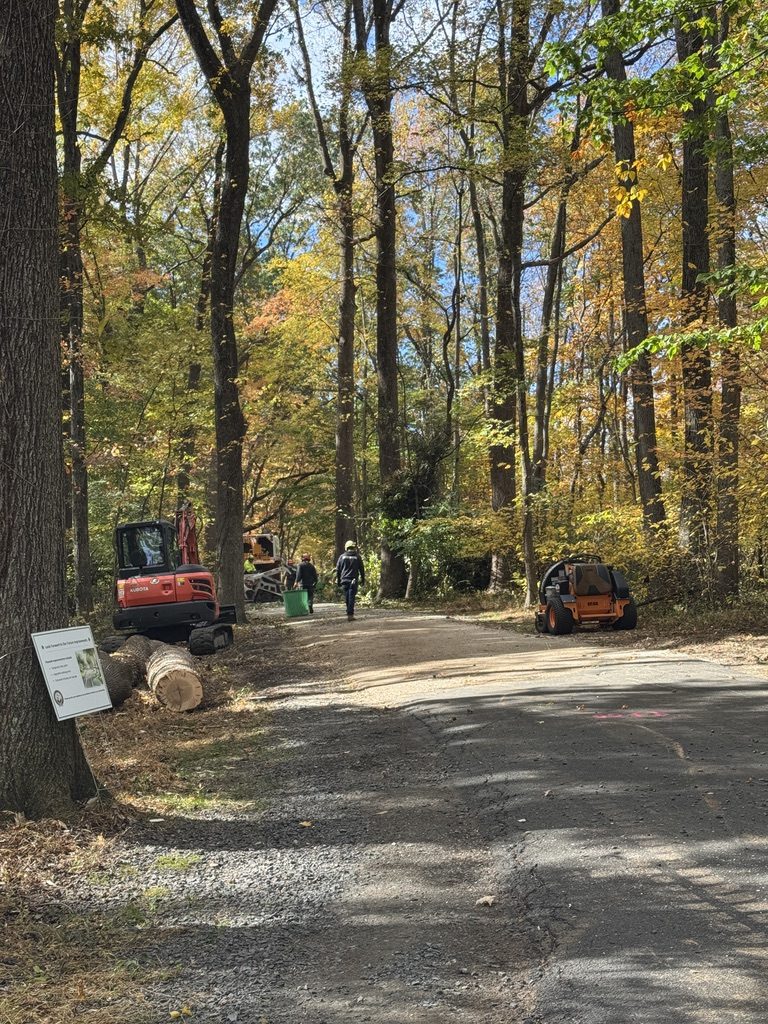 Bobcat compact track loader moving logs during municipal park work in Hamilton Township, NJ, Pro-Stump Tree Service