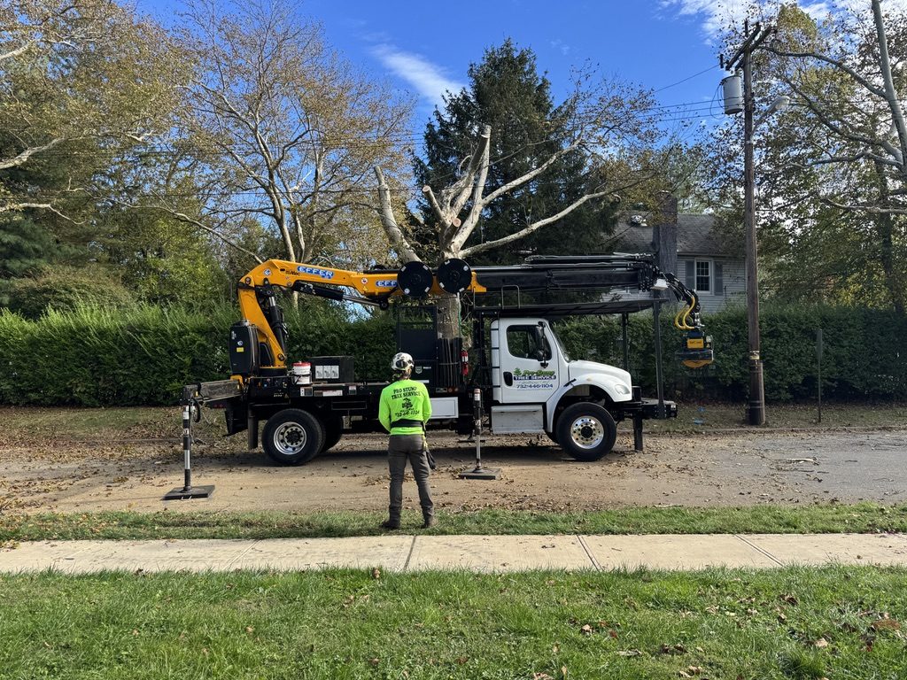 Crane-assisted sycamore removal by Pro-Stump Tree Service