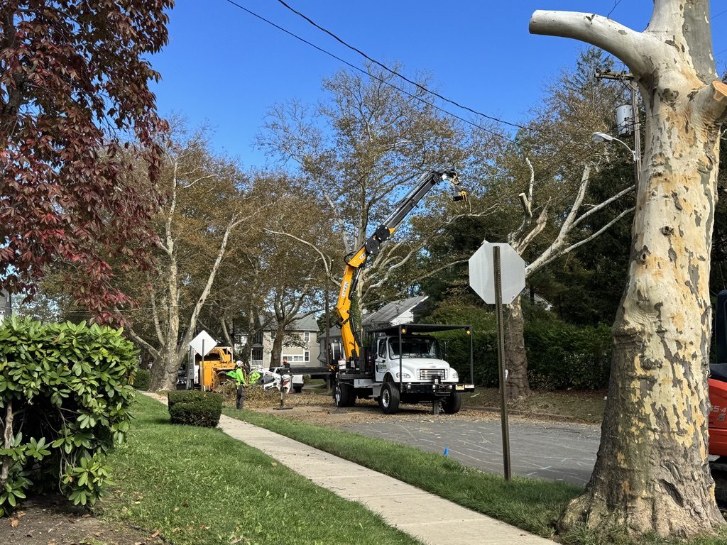 Crane-assisted tree service by Pro-Stump Tree Service
