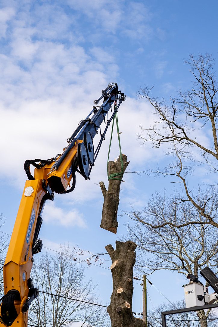 Crane-assisted tree removal by Pro-Stump Tree Service, 40-ton Terex Stinger