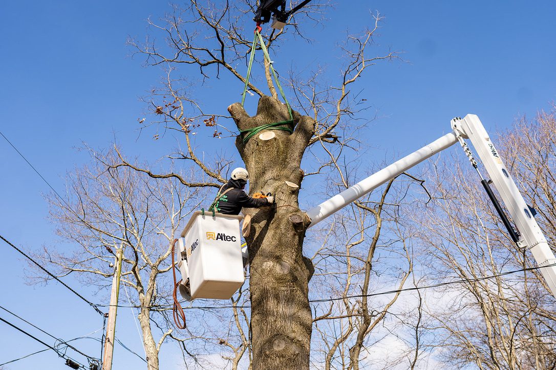 Crane-assisted tree removal by Pro-Stump Tree Service, 40-ton Terex Stinger