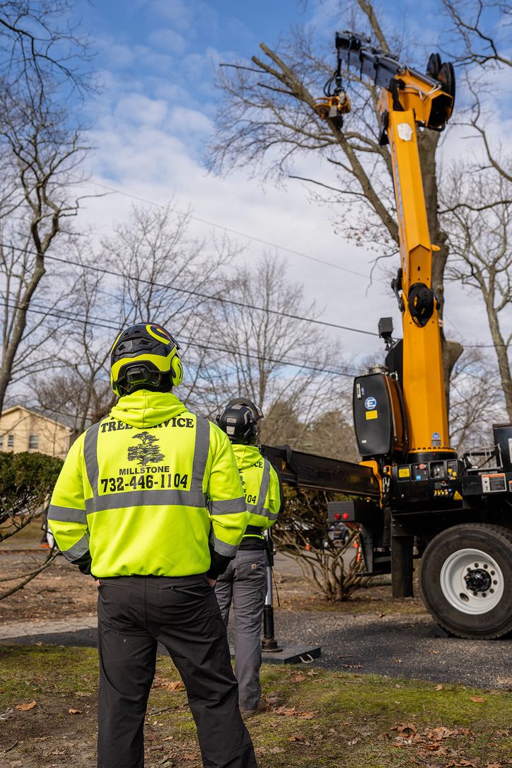 Pro-Stump crew operating a crane during tree removal