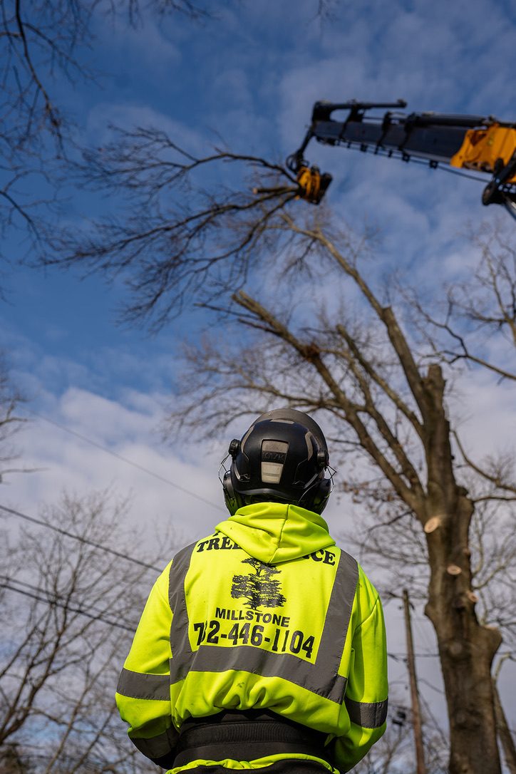 Pro-Stump crew operating a crane during tree removal