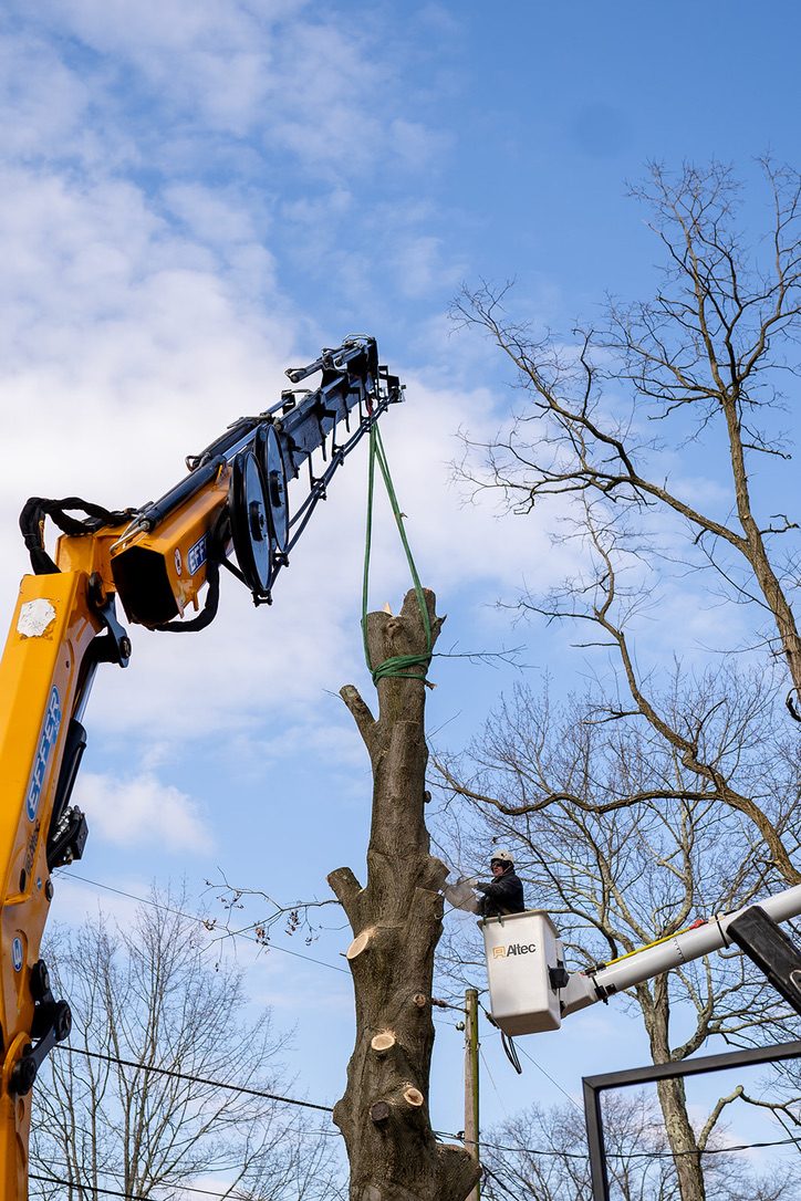 Dual-crane technical tree removal by Pro-Stump Tree Service
