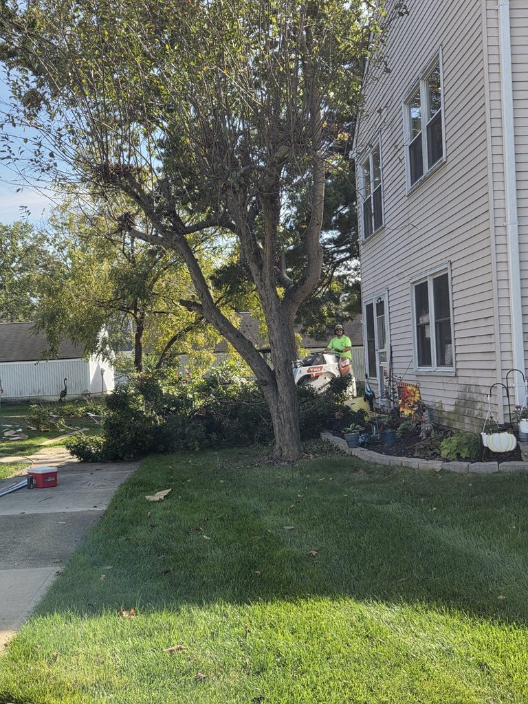Fall yard cleanup by Pro-Stump Tree Service