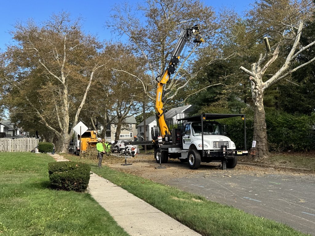 Large sycamore removal on a residential lot by Pro-Stump Tree Service