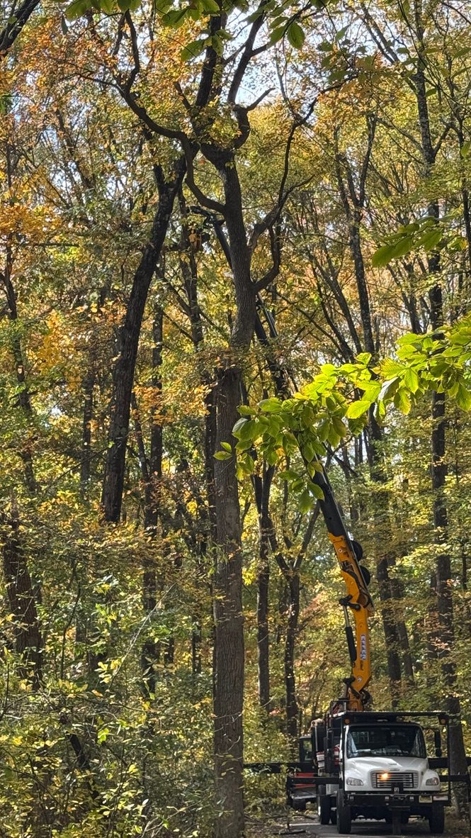 Municipal tree management project by Pro-Stump Tree Service