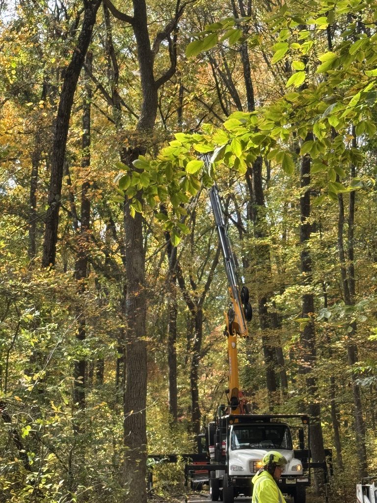 Municipal tree management project by Pro-Stump Tree Service