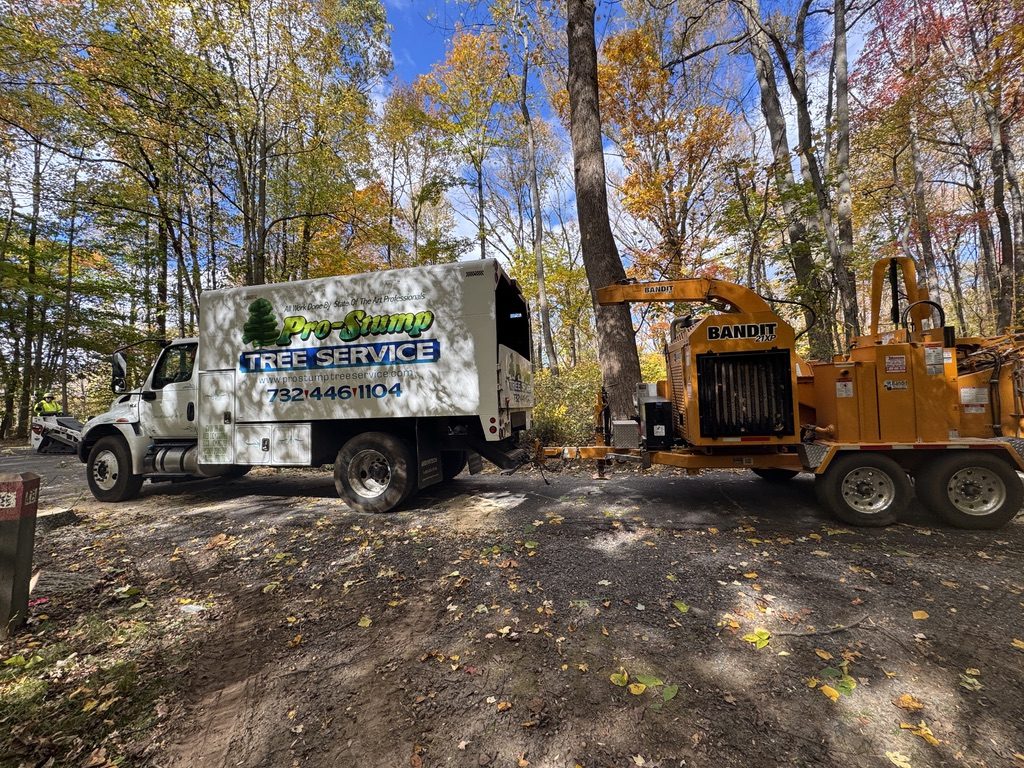 Forest tree service by Pro-Stump Tree Service