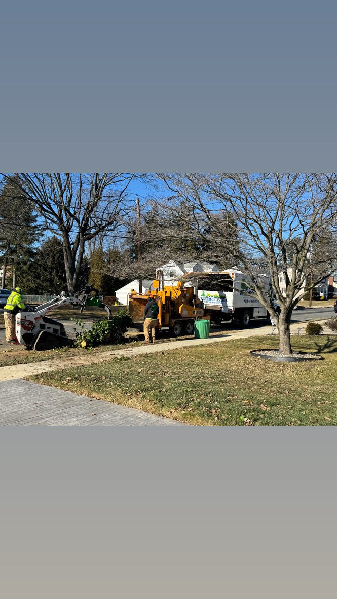 Forest tree service by Pro-Stump Tree Service
