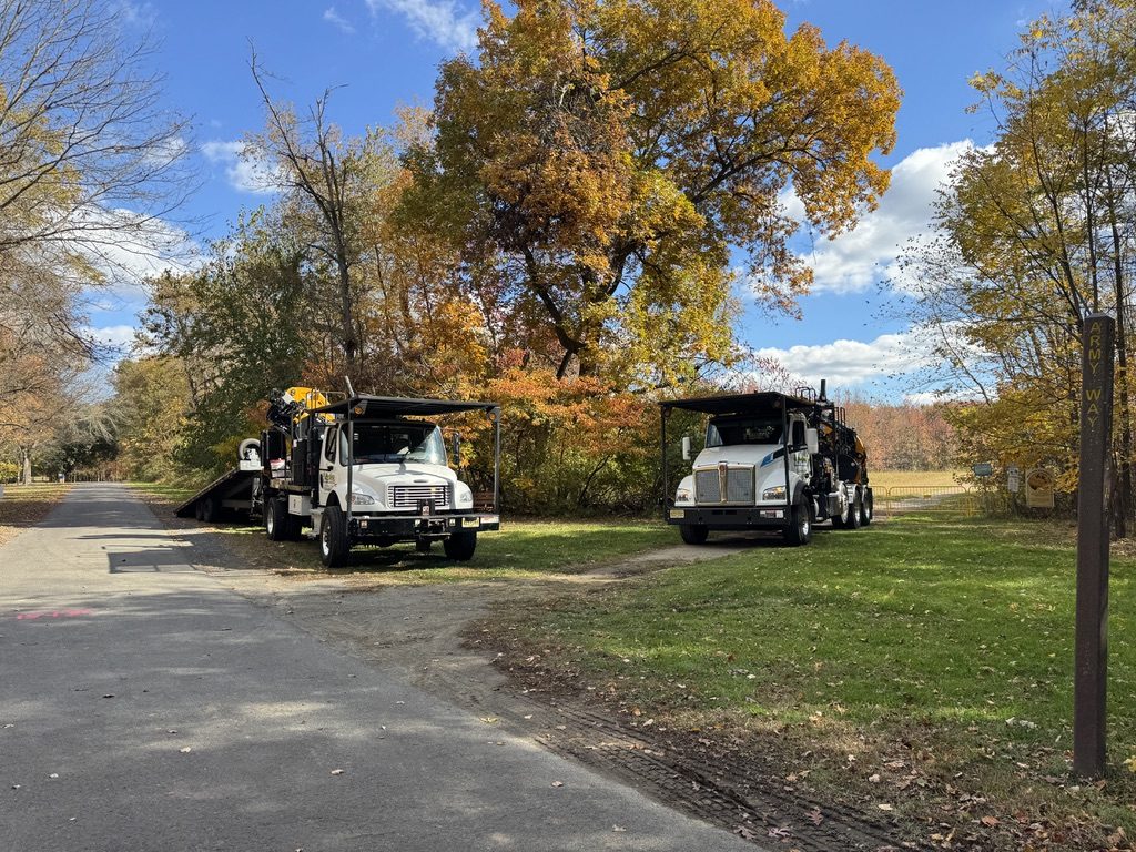 Forest tree service by Pro-Stump Tree Service