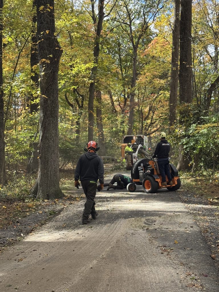 Bobcat track loader during park tree work by Pro-Stump Tree Service