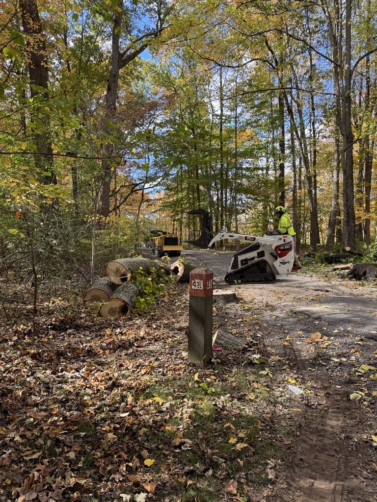 Bobcat track loader during park tree work by Pro-Stump Tree Service