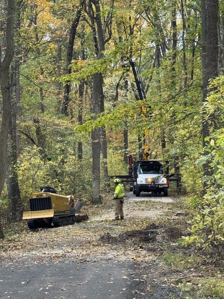 Bobcat track loader during park tree work by Pro-Stump Tree Service