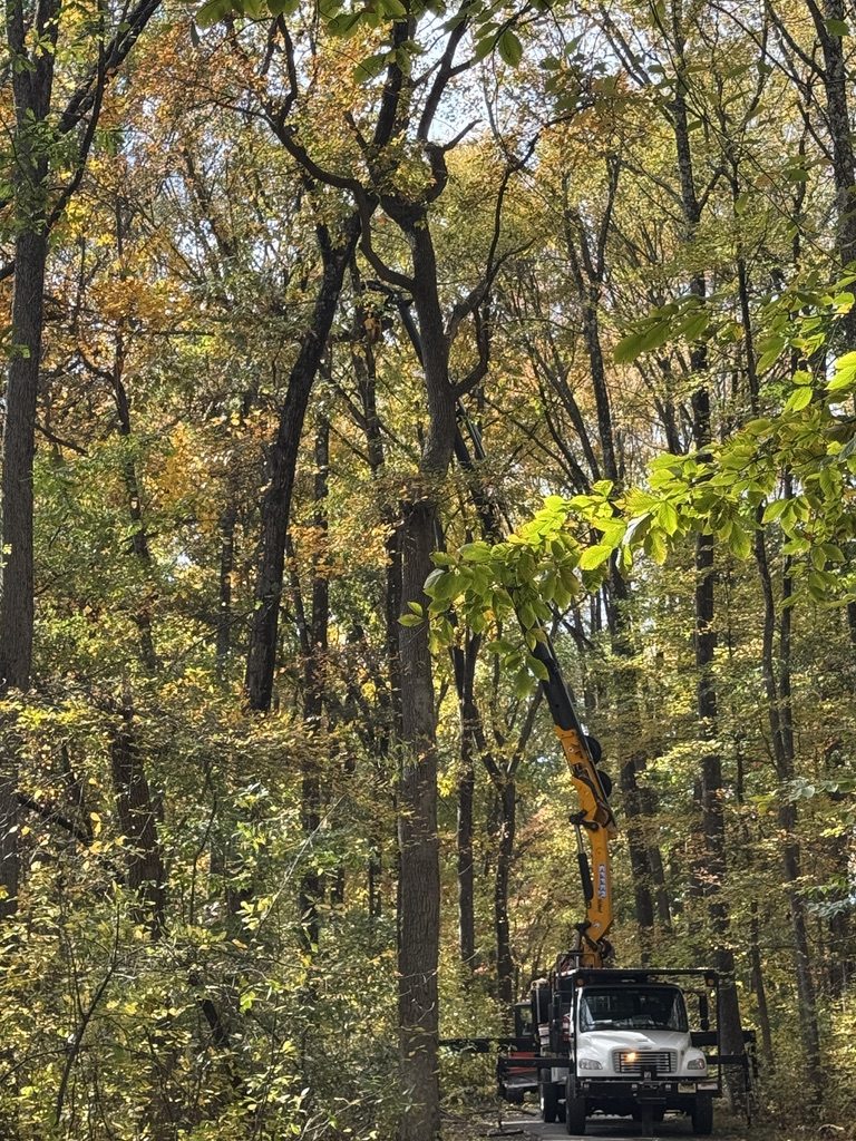 Log processing during park land clearing by Pro-Stump Tree Service