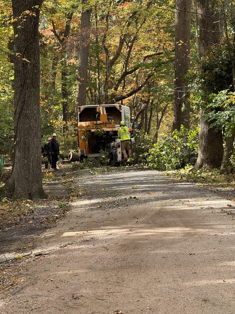 Log processing during park land clearing by Pro-Stump Tree Service