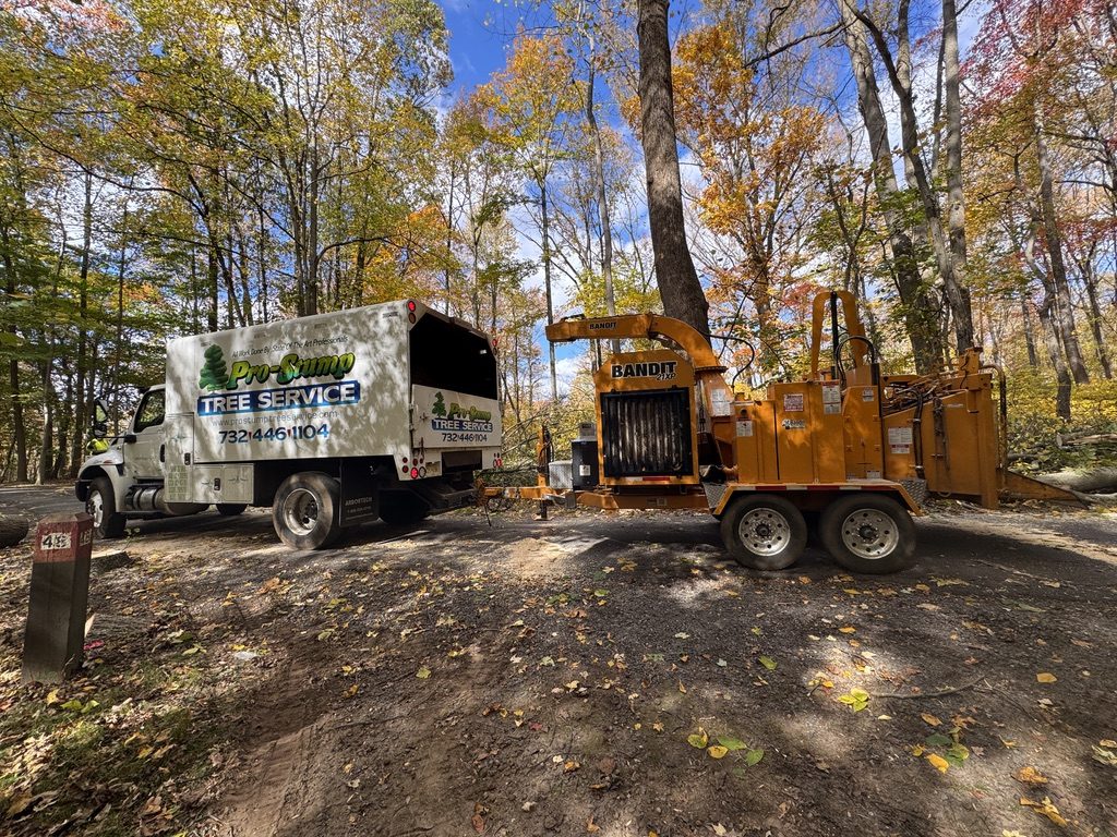 Log processing during park land clearing by Pro-Stump Tree Service