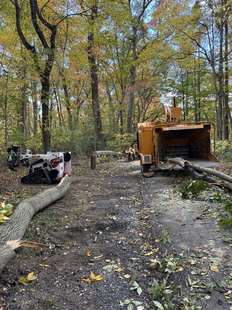 Pro-Stump Tree Service crew clearing overgrowth at a municipal park