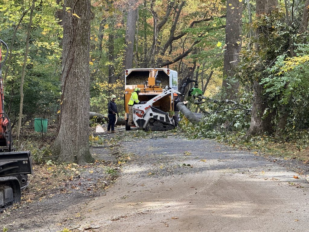 Pro-Stump Tree Service crew clearing overgrowth at a municipal park
