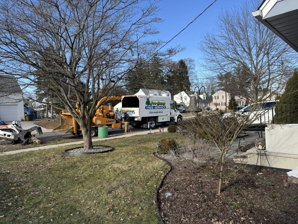 Pro-Stump Tree Service crew clearing overgrowth at a municipal park