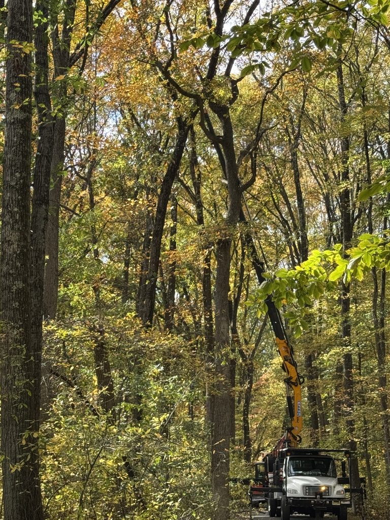 Pro-Stump Tree Service work truck at a park land-clearing site