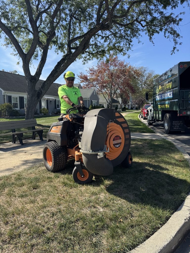 Residential hardwood tree removal by Pro-Stump Tree Service