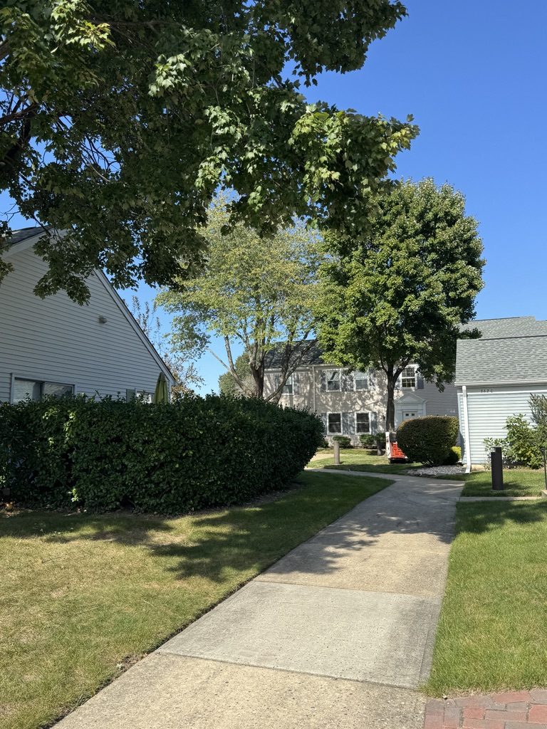 Residential oak tree removal by Pro-Stump Tree Service