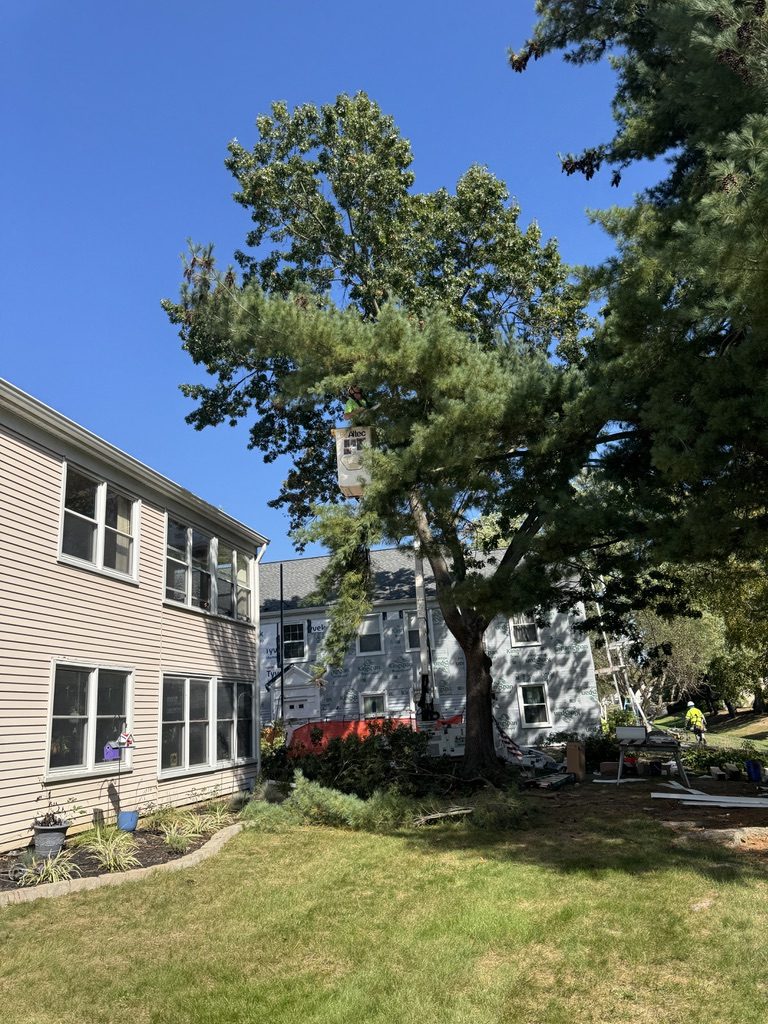 Residential oak tree removal by Pro-Stump Tree Service