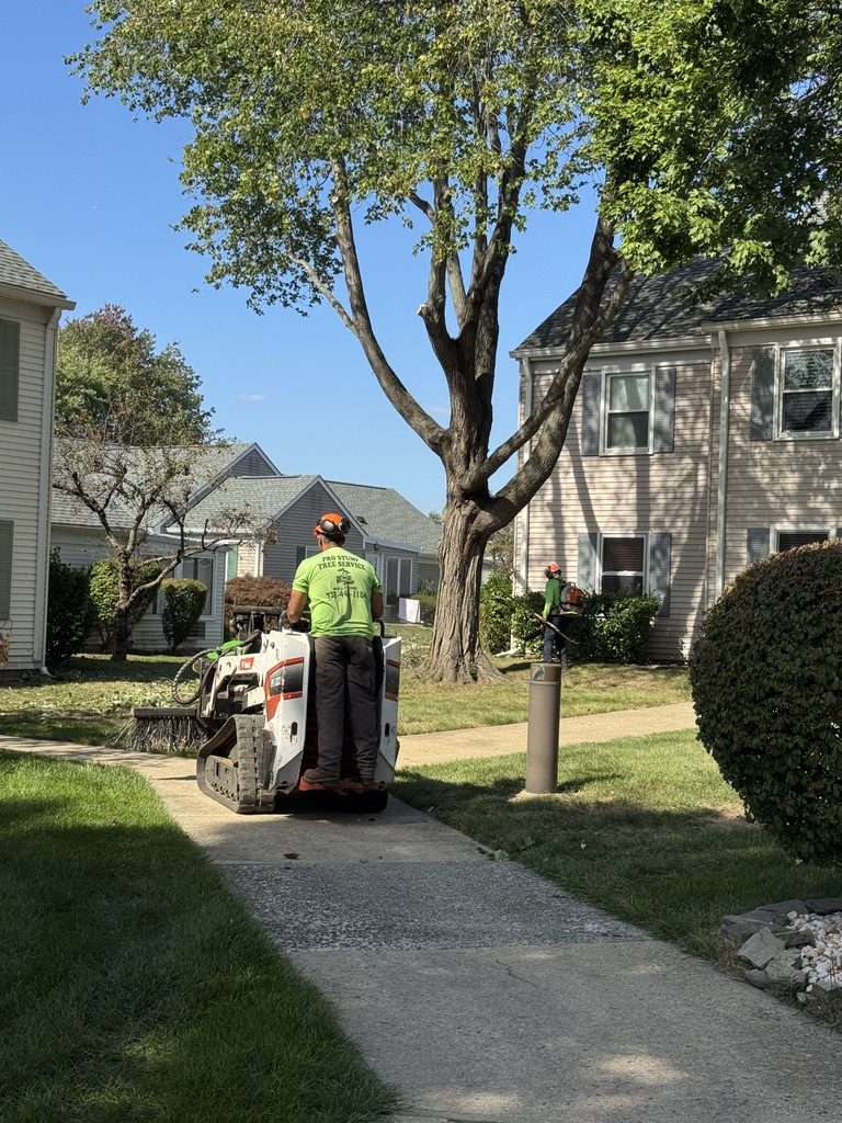 Residential property tree service by Pro-Stump Tree Service