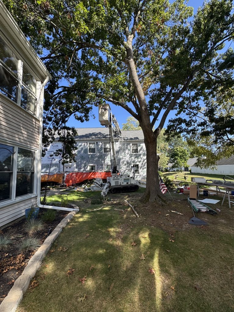 Residential property tree service by Pro-Stump Tree Service