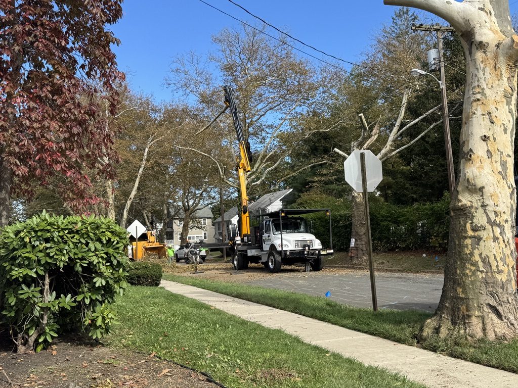 Multi-tree residential street removal by Pro-Stump Tree Service