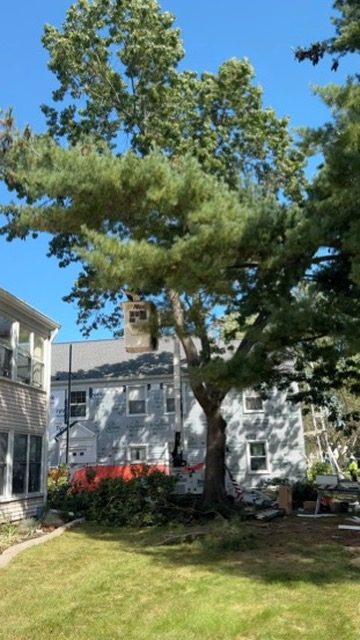 Residential tree assessment by Pro-Stump Tree Service