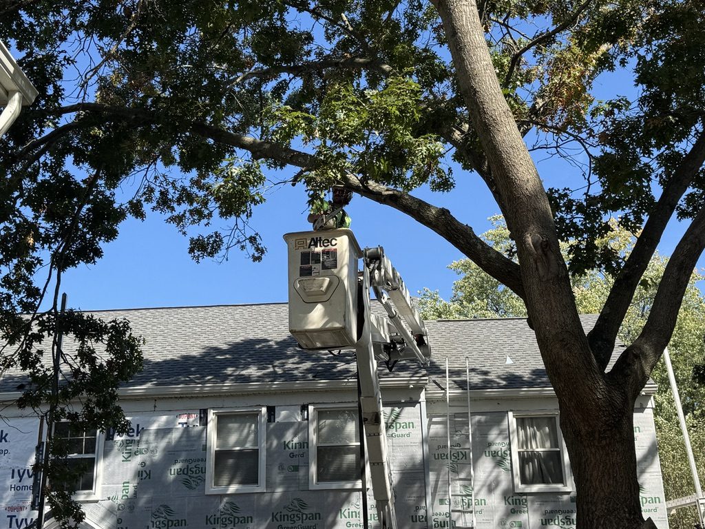 Residential tree canopy work by Pro-Stump Tree Service