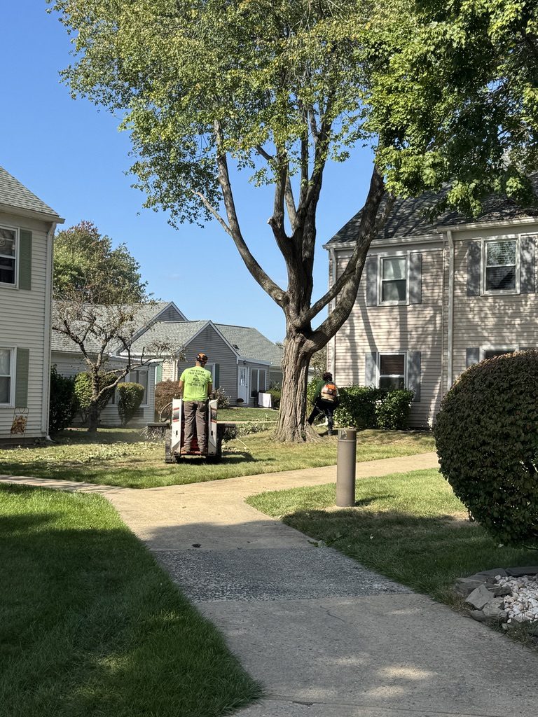 Residential tree canopy work by Pro-Stump Tree Service