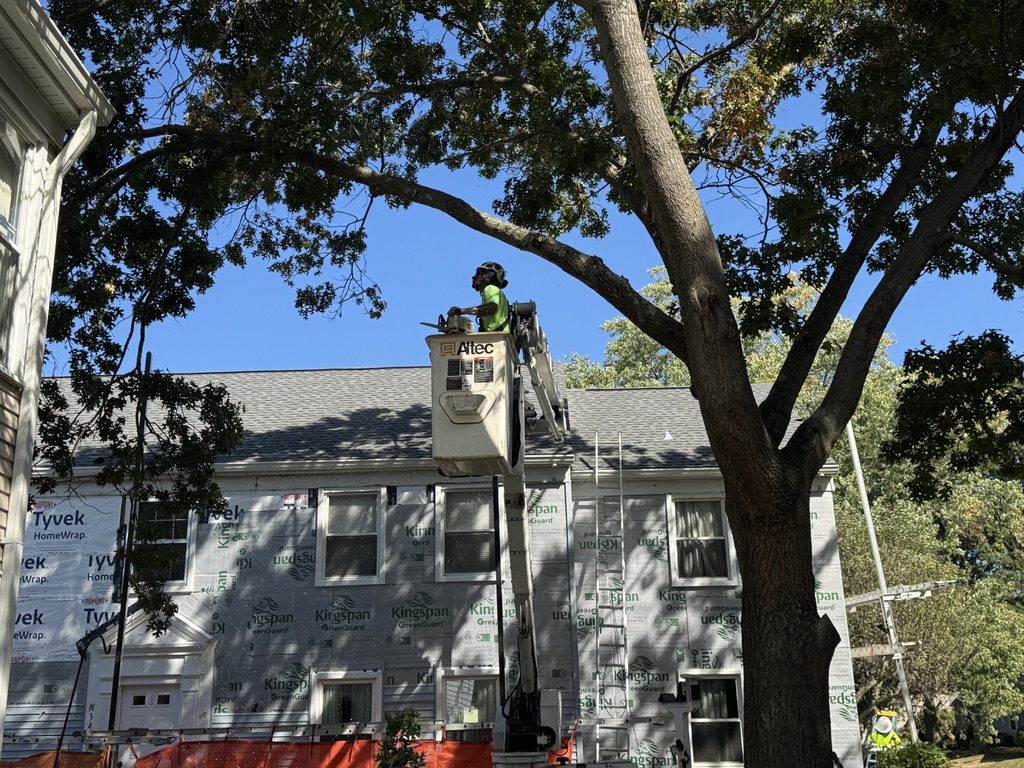 Residential tree canopy work by Pro-Stump Tree Service