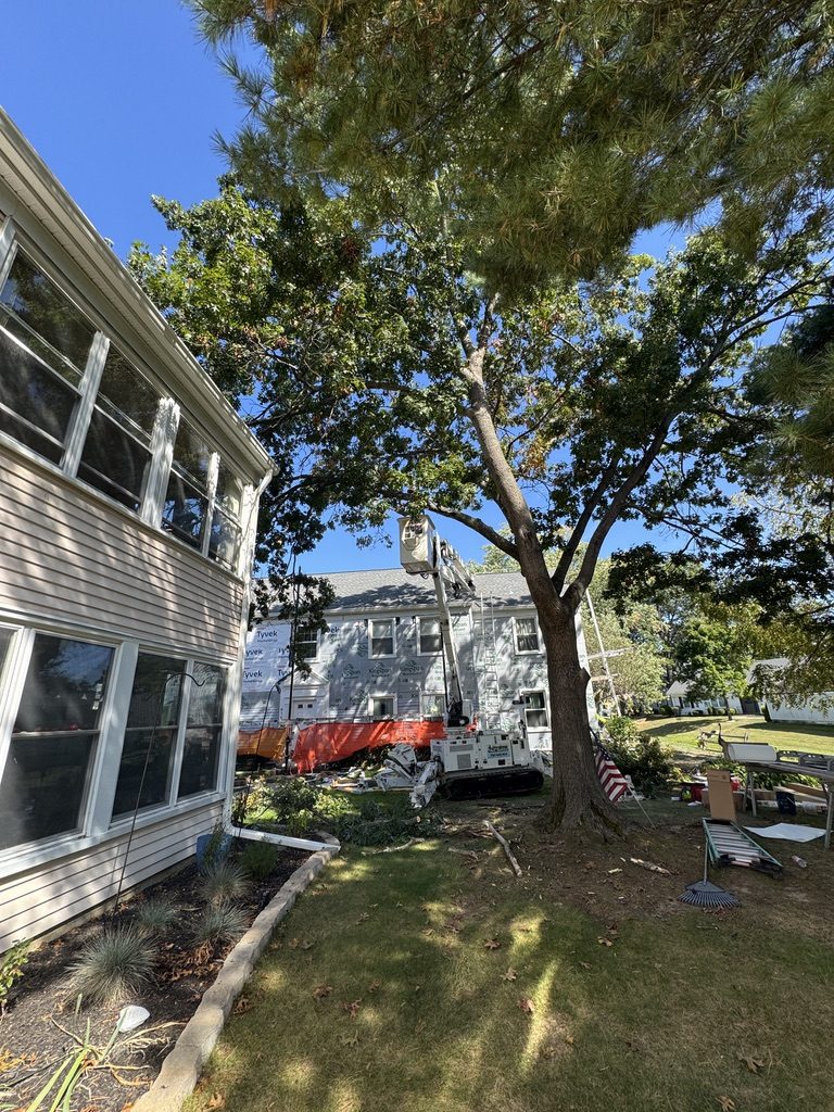 Residential tree pruning by Pro-Stump Tree Service