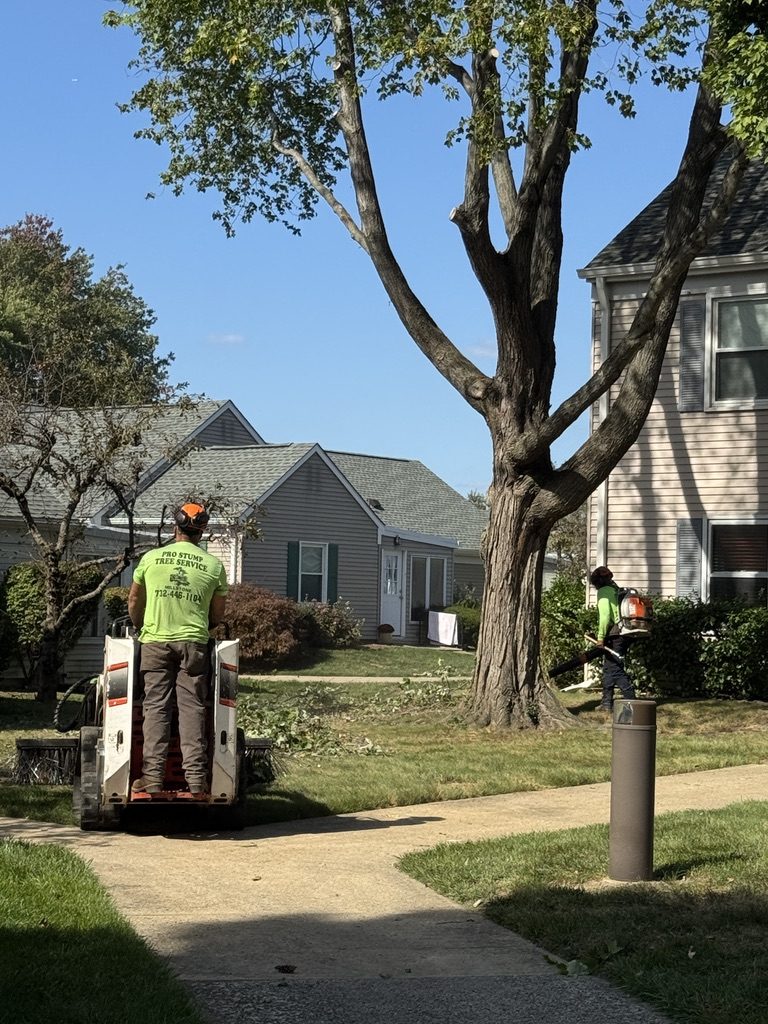 Residential tree pruning by Pro-Stump Tree Service