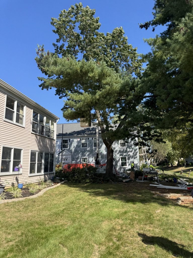 Traffic control cone on a residential tree service job