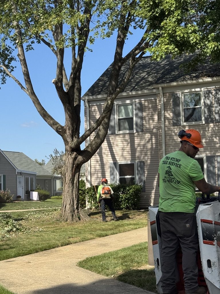 Traffic control cone on a residential tree service job