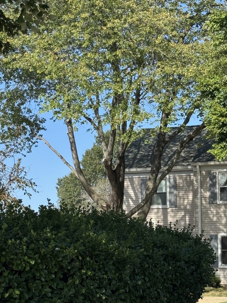 Pro-Stump crew on a residential tree service job