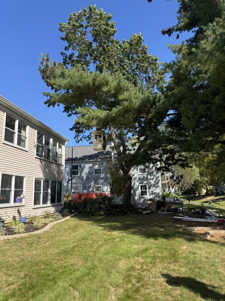 Pro-Stump crew on a residential tree service job