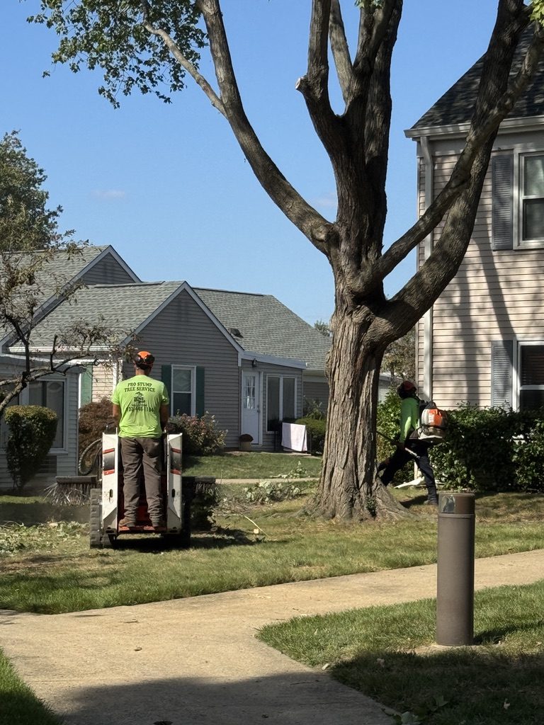 Suburban tree removal by Pro-Stump Tree Service