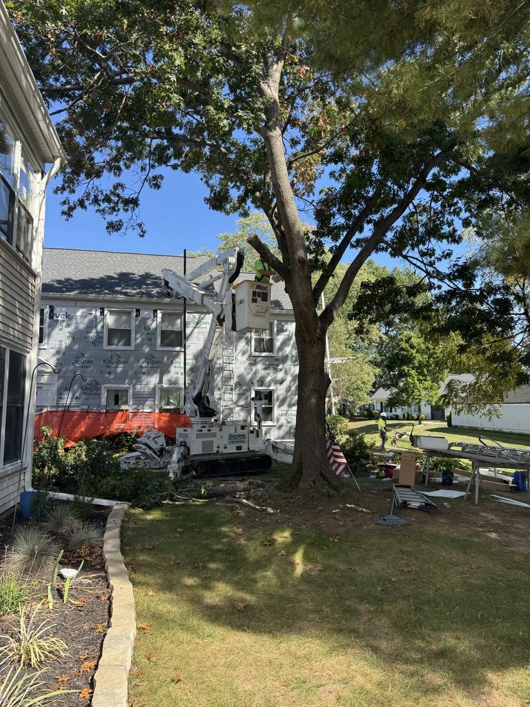 Suburban tree removal by Pro-Stump Tree Service