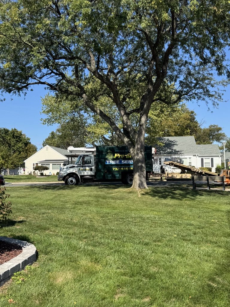 Suburban tree removal by Pro-Stump Tree Service