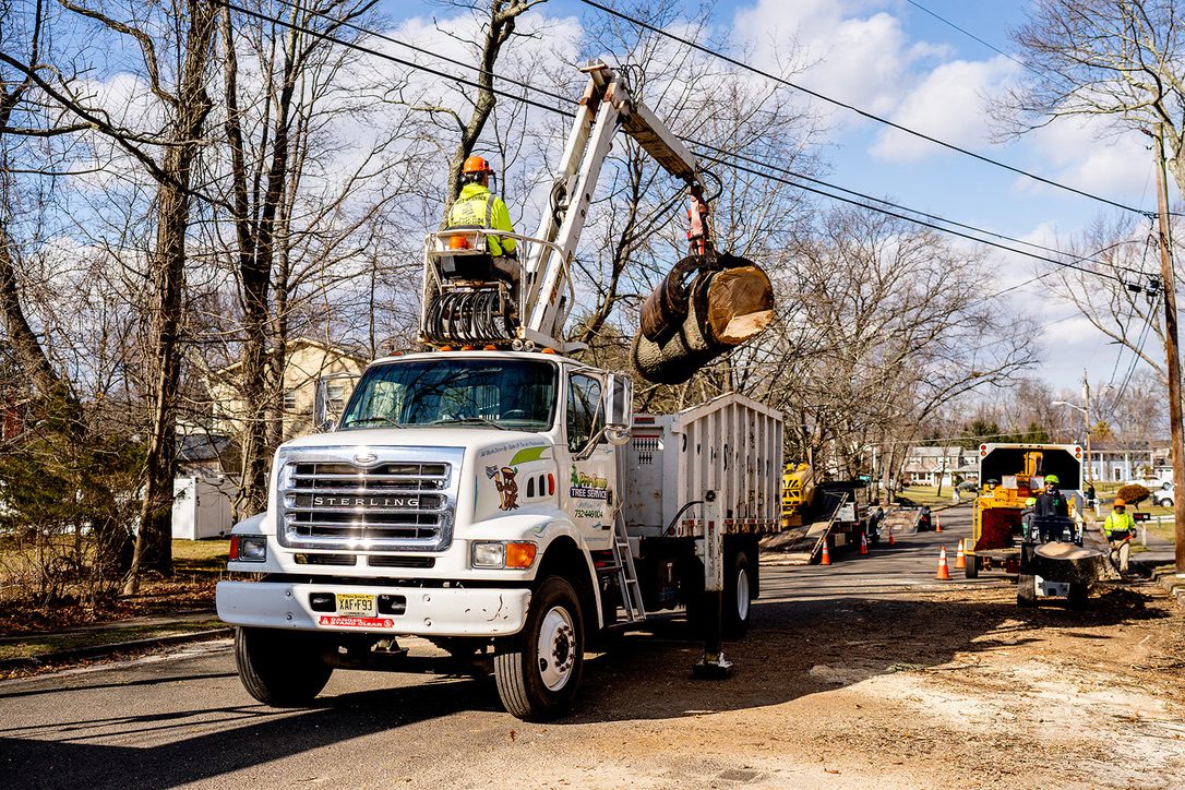Precision chainsaw felling large trunk by Pro-Stump Tree Service