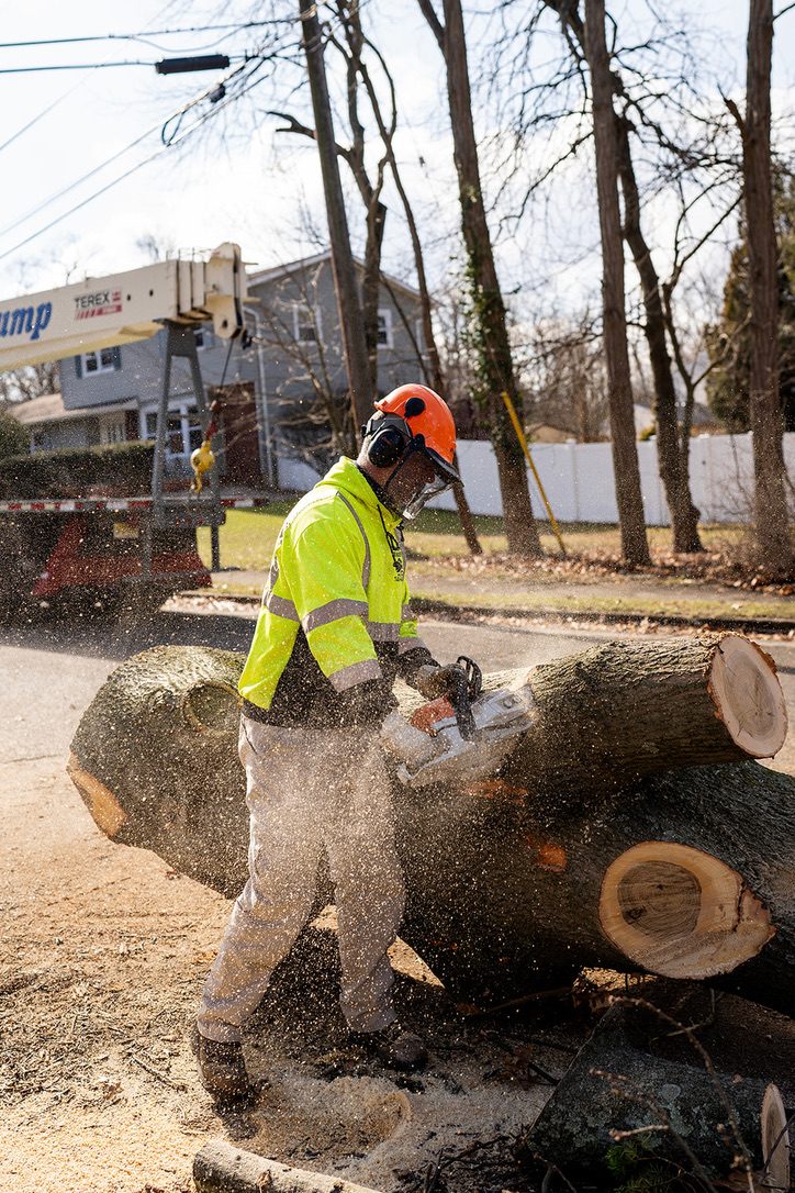 Precision chainsaw felling large trunk by Pro-Stump Tree Service