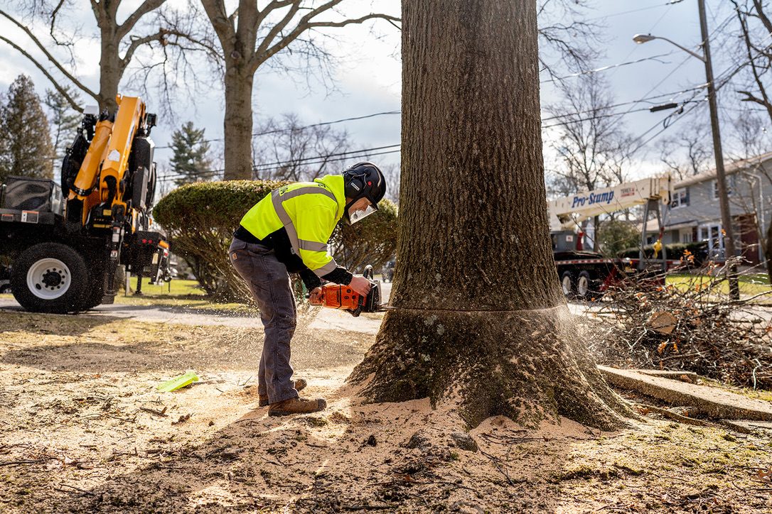 Precision chainsaw felling large trunk by Pro-Stump Tree Service